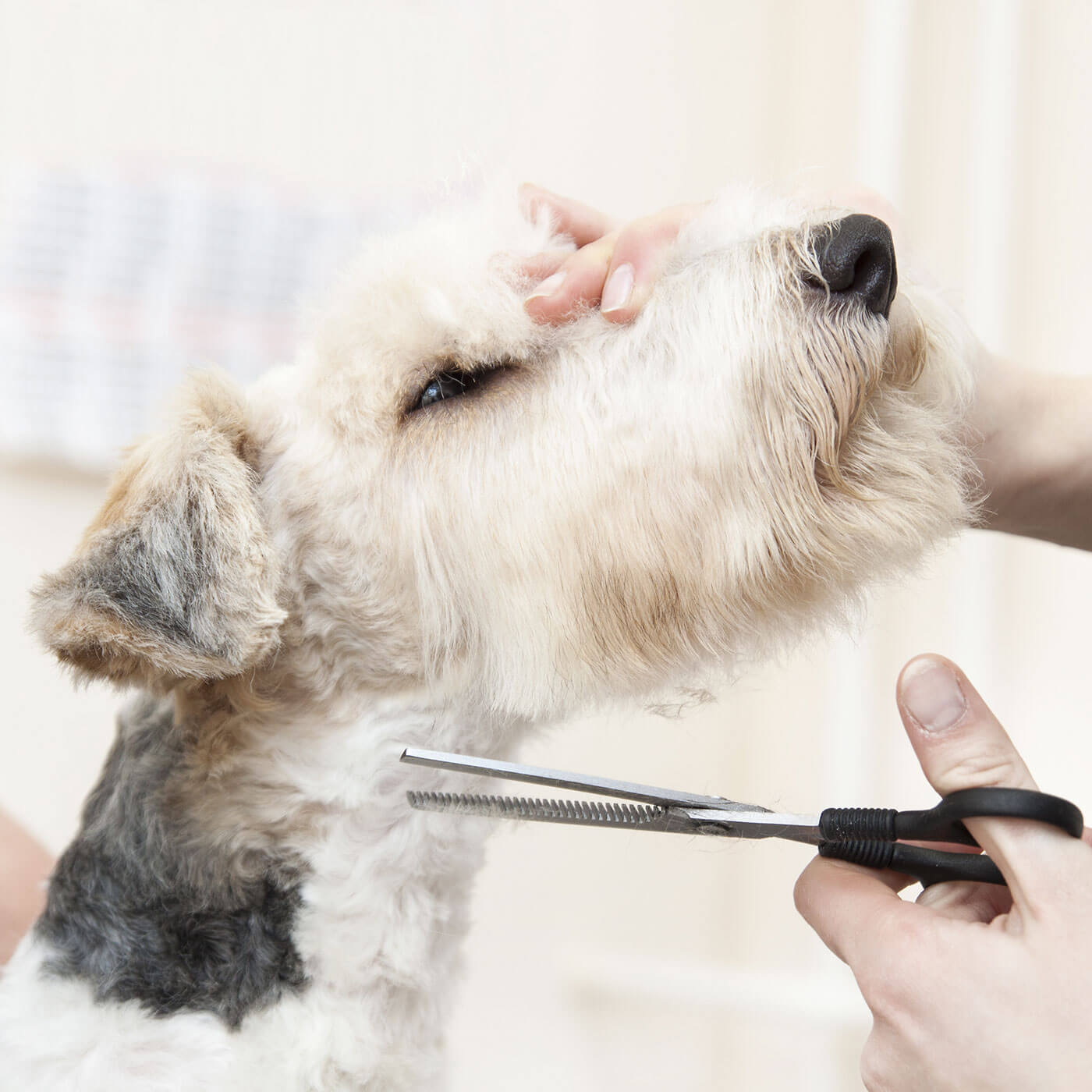 https://happipawpetcare.com/portfolio/full-grooming/
