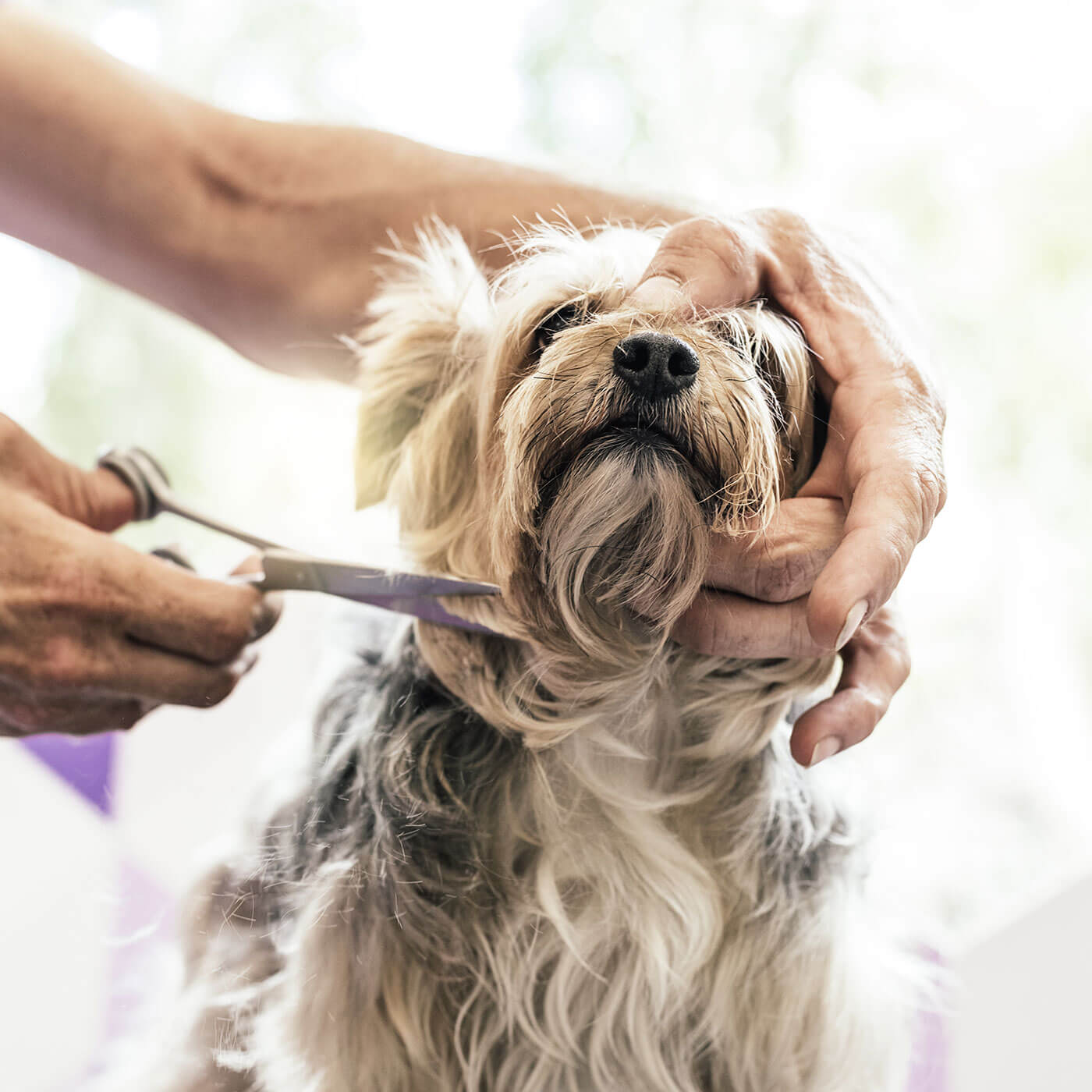 https://happipawpetcare.com/portfolio/pawdicure/