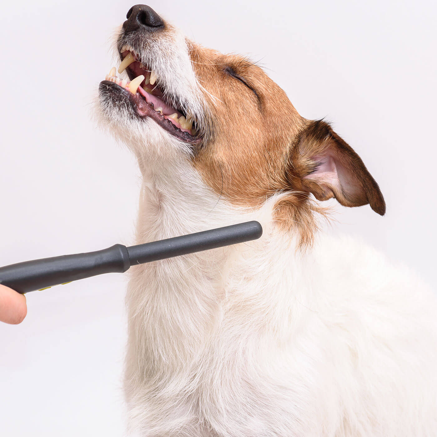 https://happipawpetcare.com/portfolio/bath-brush/